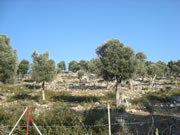 Dalaman Marina Land Plot